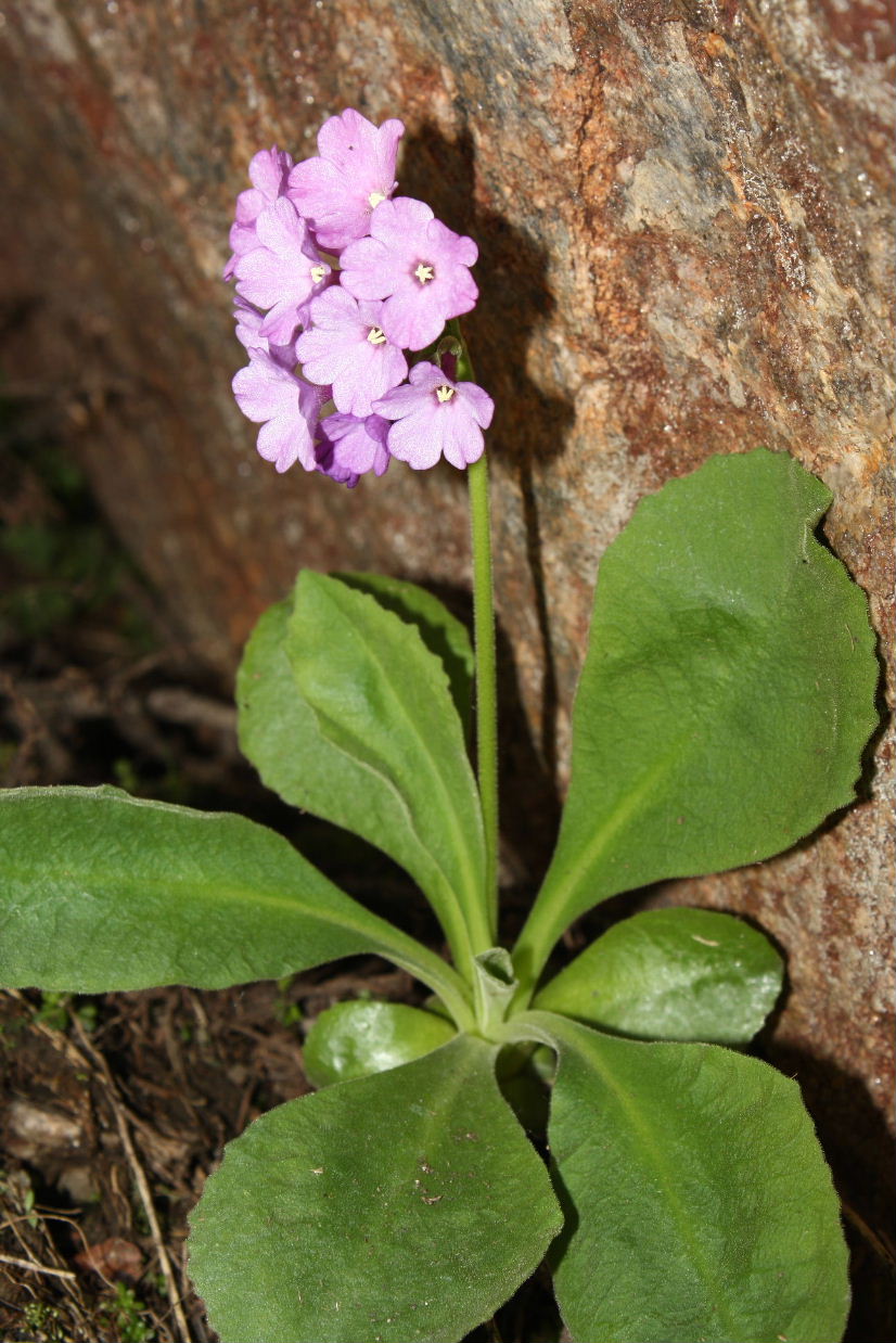 Col della Lombarda (CN): Primula latifolia subsp. graveolens